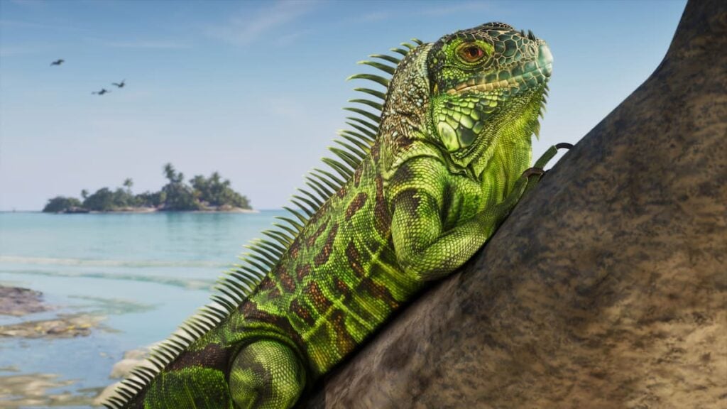 Iguana in Leonida Keys