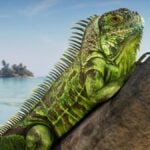 Iguana in Leonida Keys
