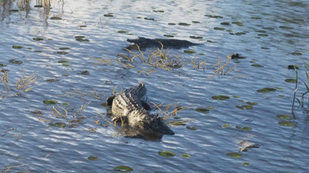 Alligators swimming in a Swamp in GTA VI
