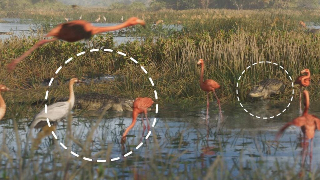 Alligators next to flamingos