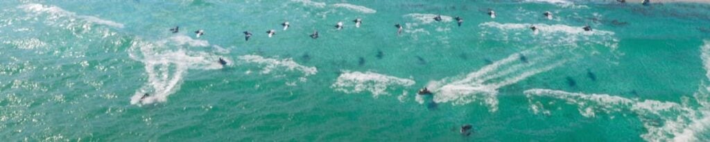 Pelicans in GTA 6 flying over the ocean